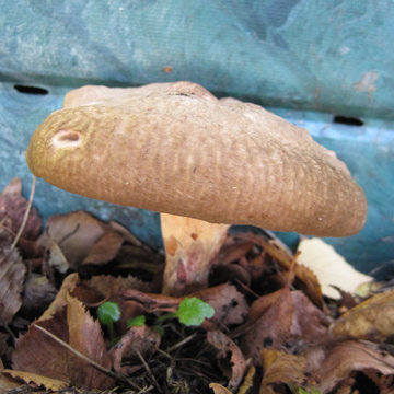 Champignons chapeau