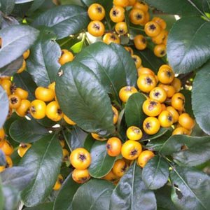 Cotoneaster