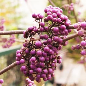 Callicarpa