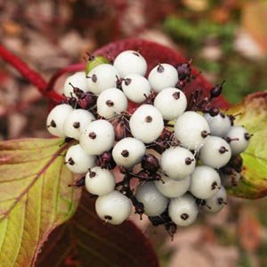 Cornus alba - Cornouillier