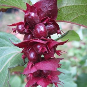 Leycesteria