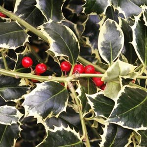 Houx - Ilex