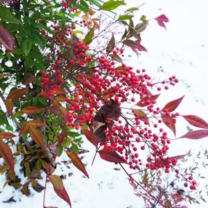 Nandina