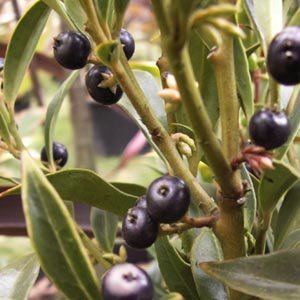 Sarcococca