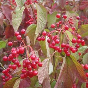 Viburnum opulus - Viorne