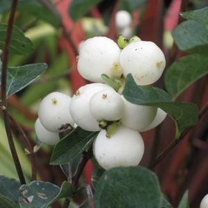 Symphoricarpos