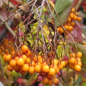 Sorbus - Sorbier