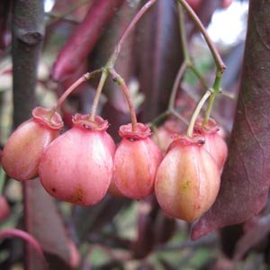 Euonymus grandiflora - Fusain