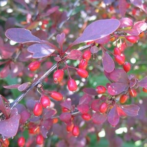 Berberis