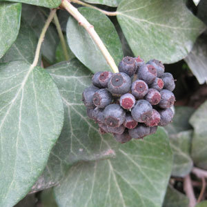 Lierre- Hedera