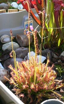 Fiche de culture du drosera capensis