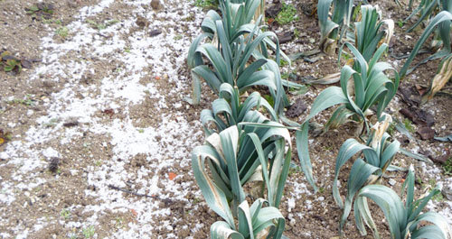 Le potager en hiver