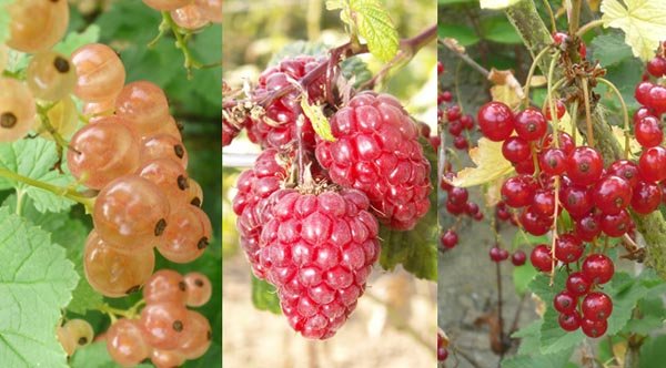 Quels arbustes à petits fruits planter ?