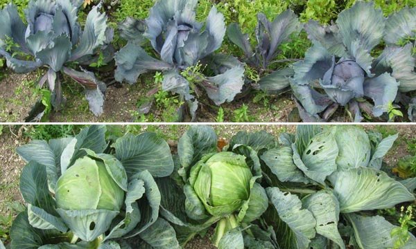 Quels choux planter au potager ?