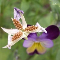 Récolter les graines de fleurs