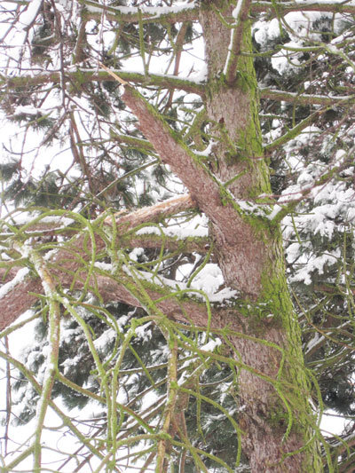 Branche de conifères