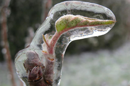 Les arbres fruitiers en hiver