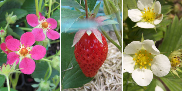 Des fraises goûteuses, sucrées, juteuses et parfumées