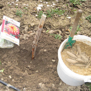 Mise en place du tubercule