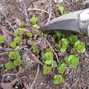 Taille du sedum