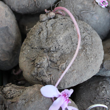 Cyclamen de Naples