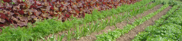 Les légumes les plus sensibles à la radioactivité