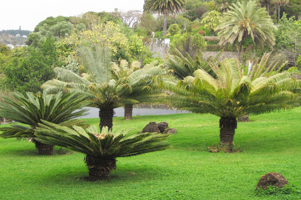 Le monde des cycas