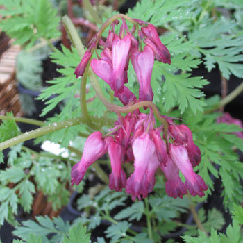 Dicentra Eximia - Coeur-de-marie