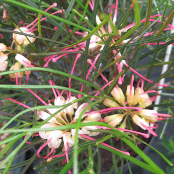 Grevillea johnsonii