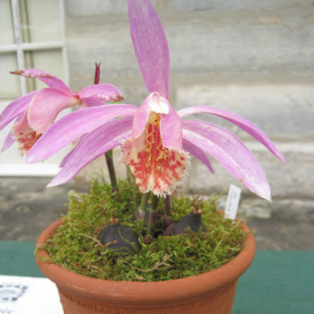 Pleione Rakata