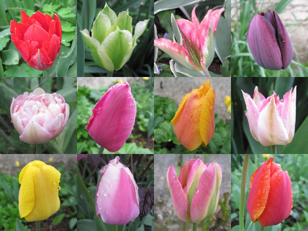 Tulipes de Saint-Jean