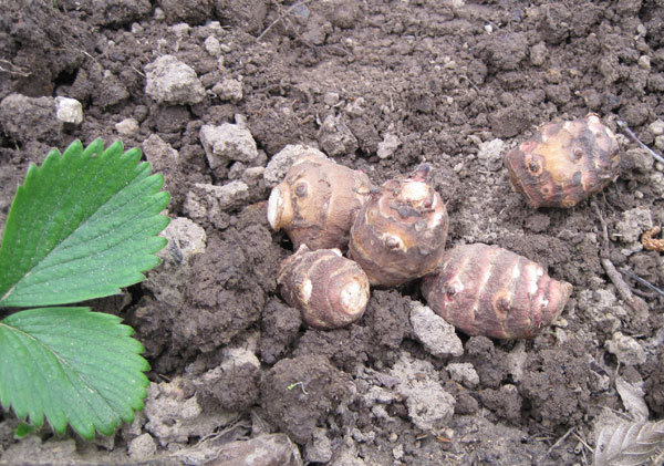 Légumes anciens au jardin