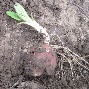 Tubercules de l'année dernière