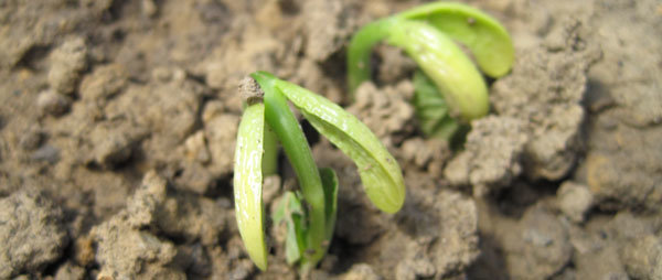 Comment semer les haricots ?