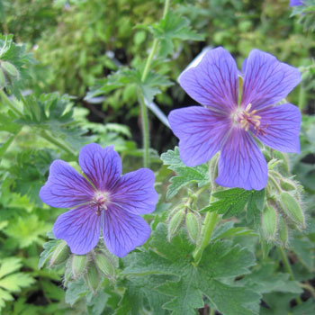 Géranium magnificum