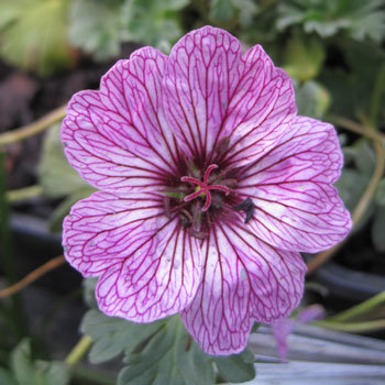 Géranium cinereum 'Ballerina'