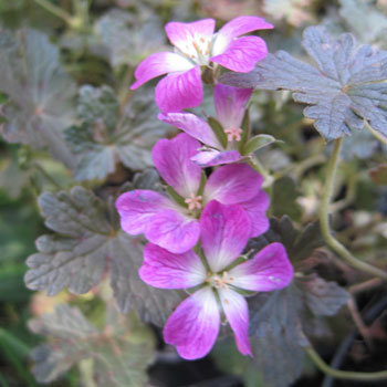 Géranium 'Orkney Cherry'