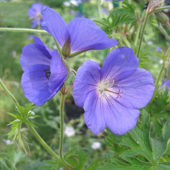 Géranium 'Orion'