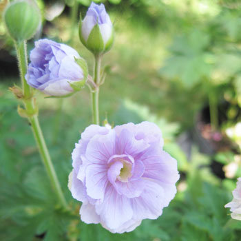 Géranium pratense 'Summer Skies'