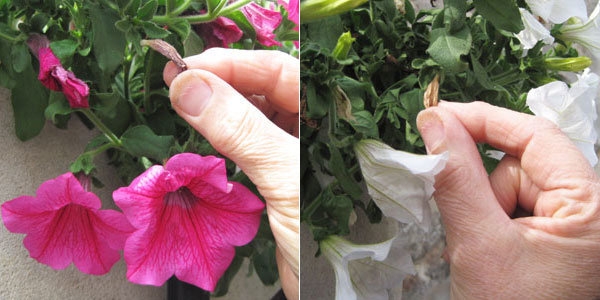 Geste précis pour avoir des fleurs tout l'été