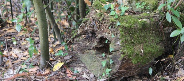 Une souche de bois