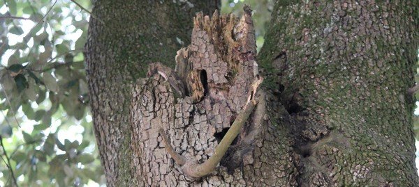 Un arbre creusé