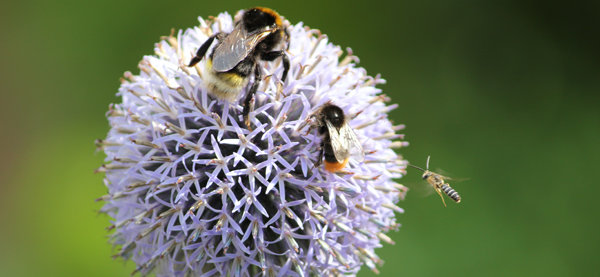 Des fleurs florifères