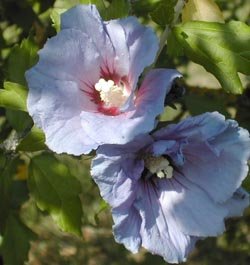 Une bonne taille pour une floraison en abondance 