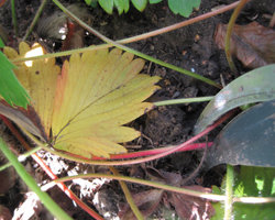 Feuilles fanées