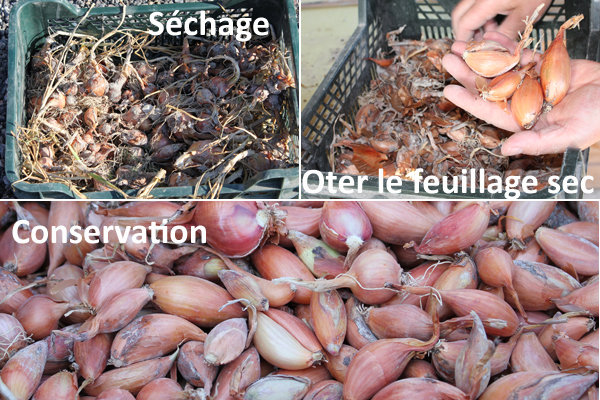 Echalote : de la récolte au stockage