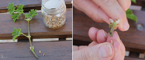 La méthode du grain de blé