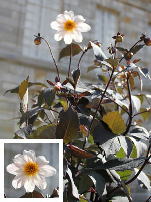 TROPHÉE DANS LA CATÉGORIE PLANTES VIVACES / bulbeuses : dahlia 'Twining After Eight'