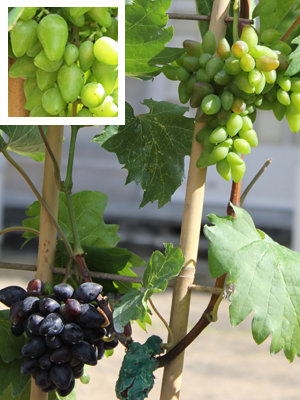 TROPHÉE DANS LA CATÉGORIE PLANTES GRIMPANTES : vitis vinifera 'Philipp'