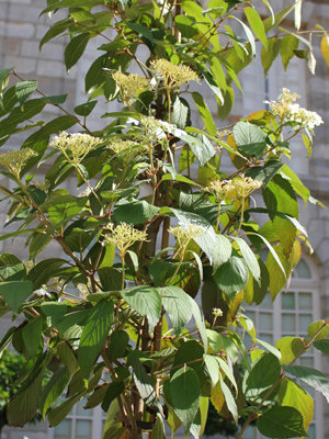 TROPHÉE DANS LA CATÉGORIE ARBRES ET ARBUSTES : viburnum plicatum 'Kilimandjaro'